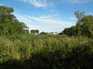  verdure